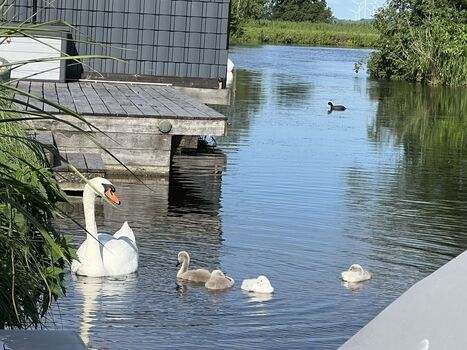 Holland Hundeurlaub