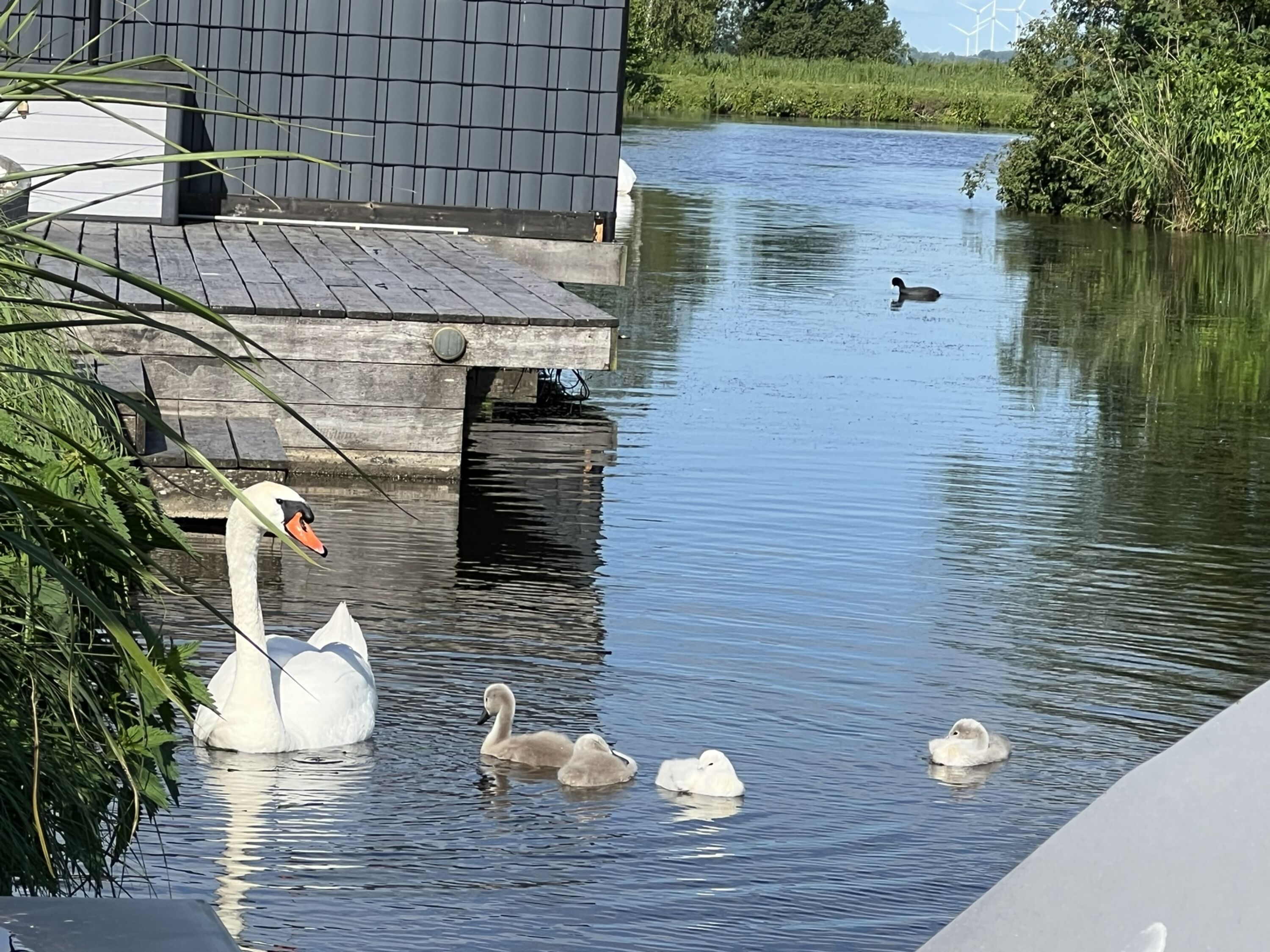 Holland Hundeurlaub
