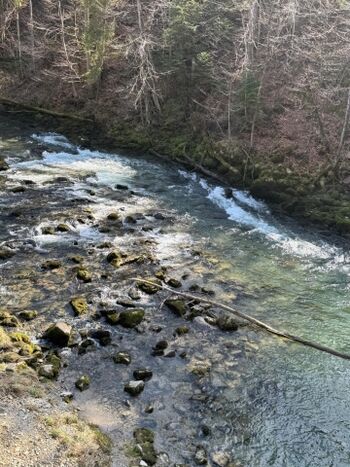 Einfacher Zugang zum frischen Wasser für Hunde