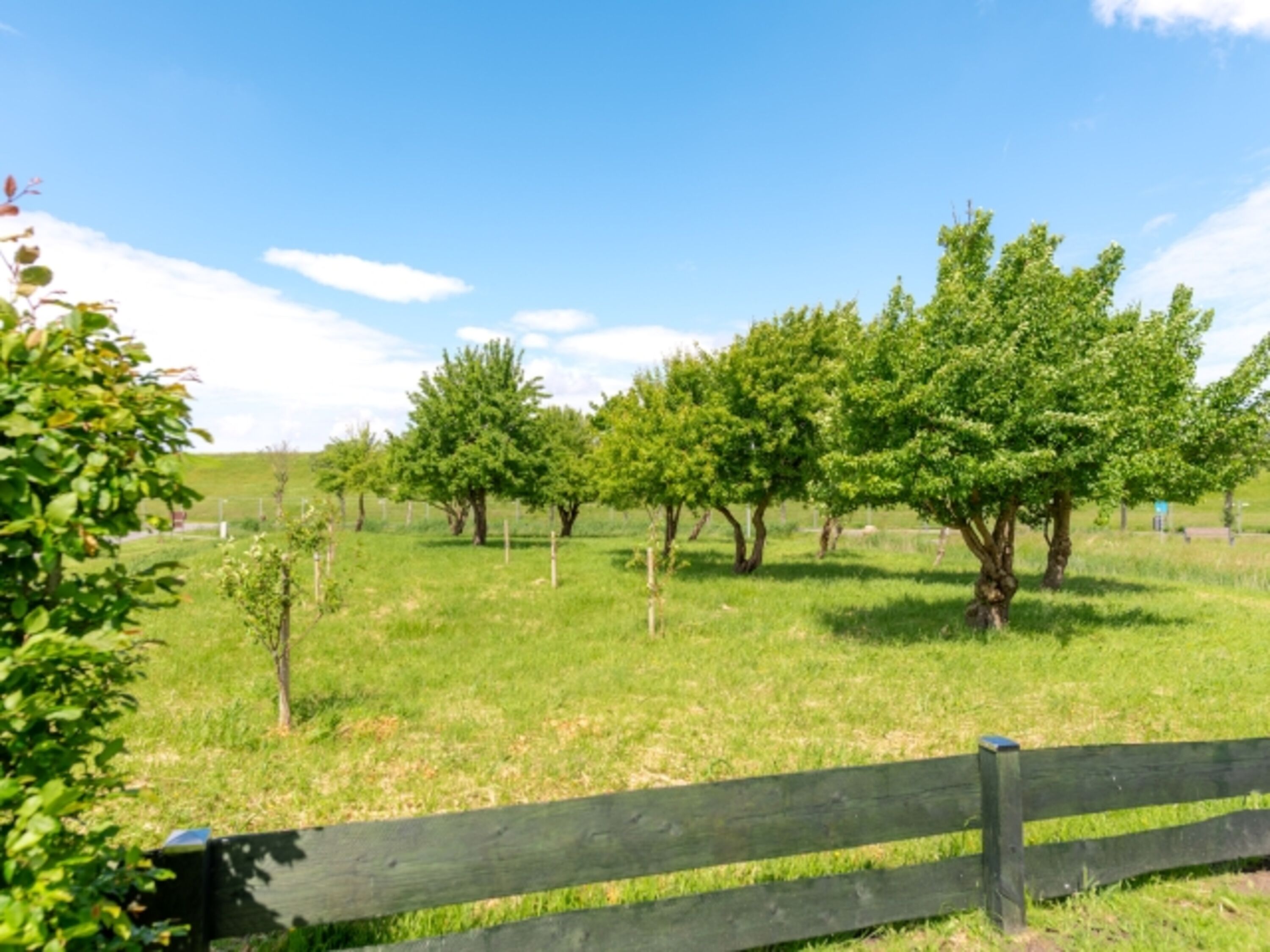 Blick auf die Obstwiese mit Apfelbäumen