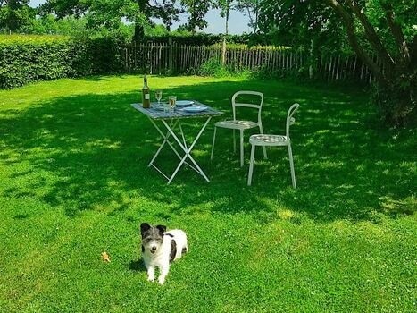 A guest's dog enjoying the garden of the cottage