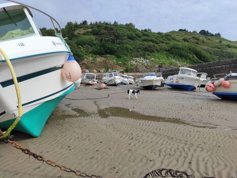Spaziergang mit Hund im Hafen in der Nähe in der Bretagne