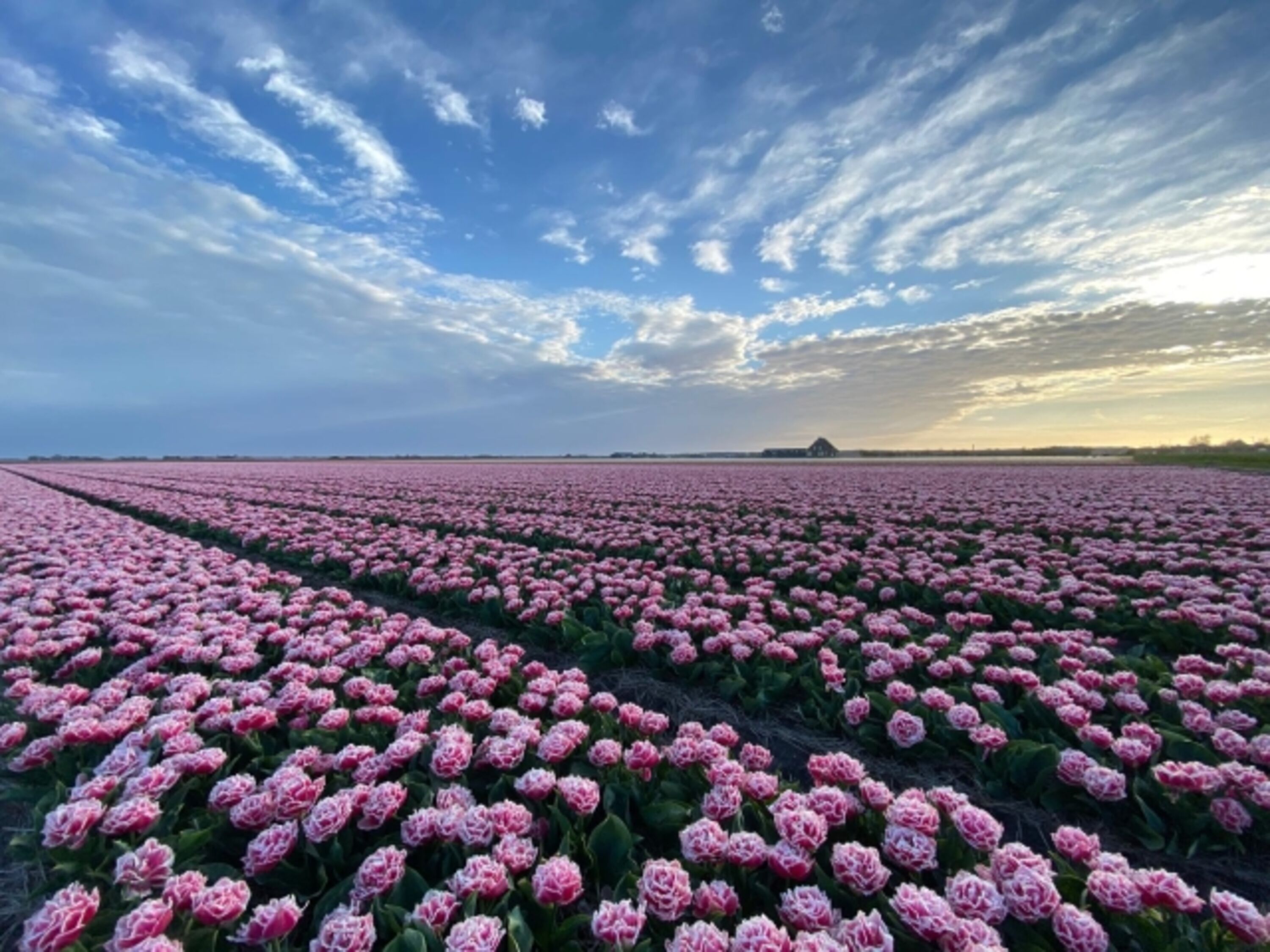 Tulpen