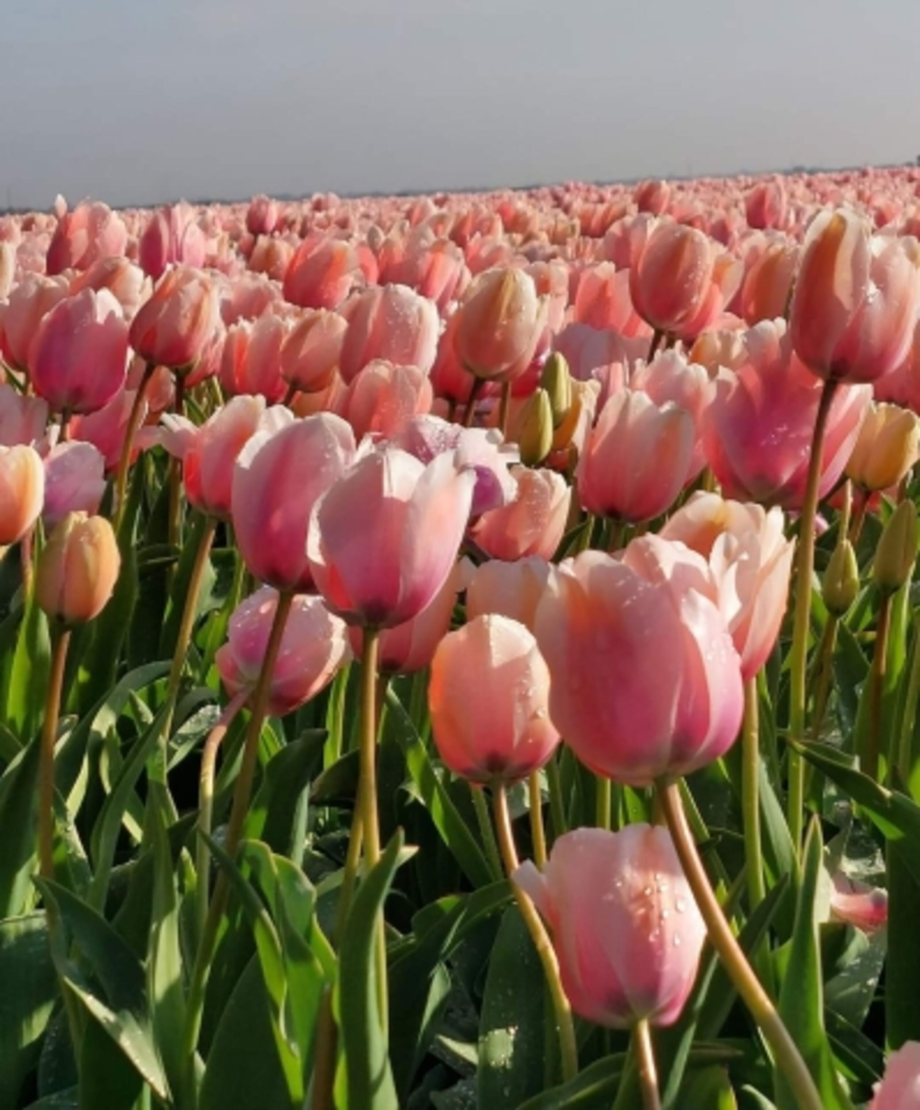 Tulpen