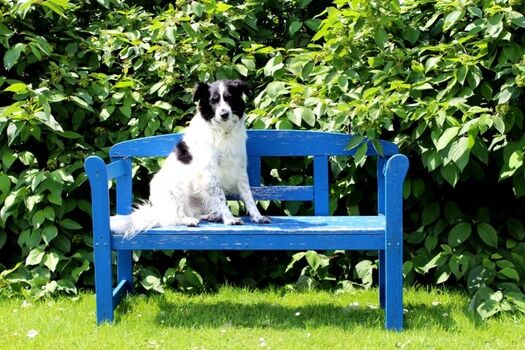 Eingezäunter Garten