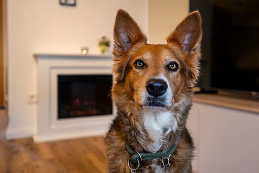 Hunde herzlich willkommen