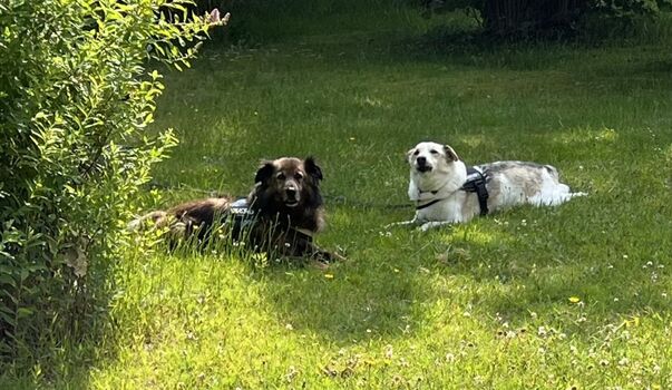 Hundewiese ca 900 qm