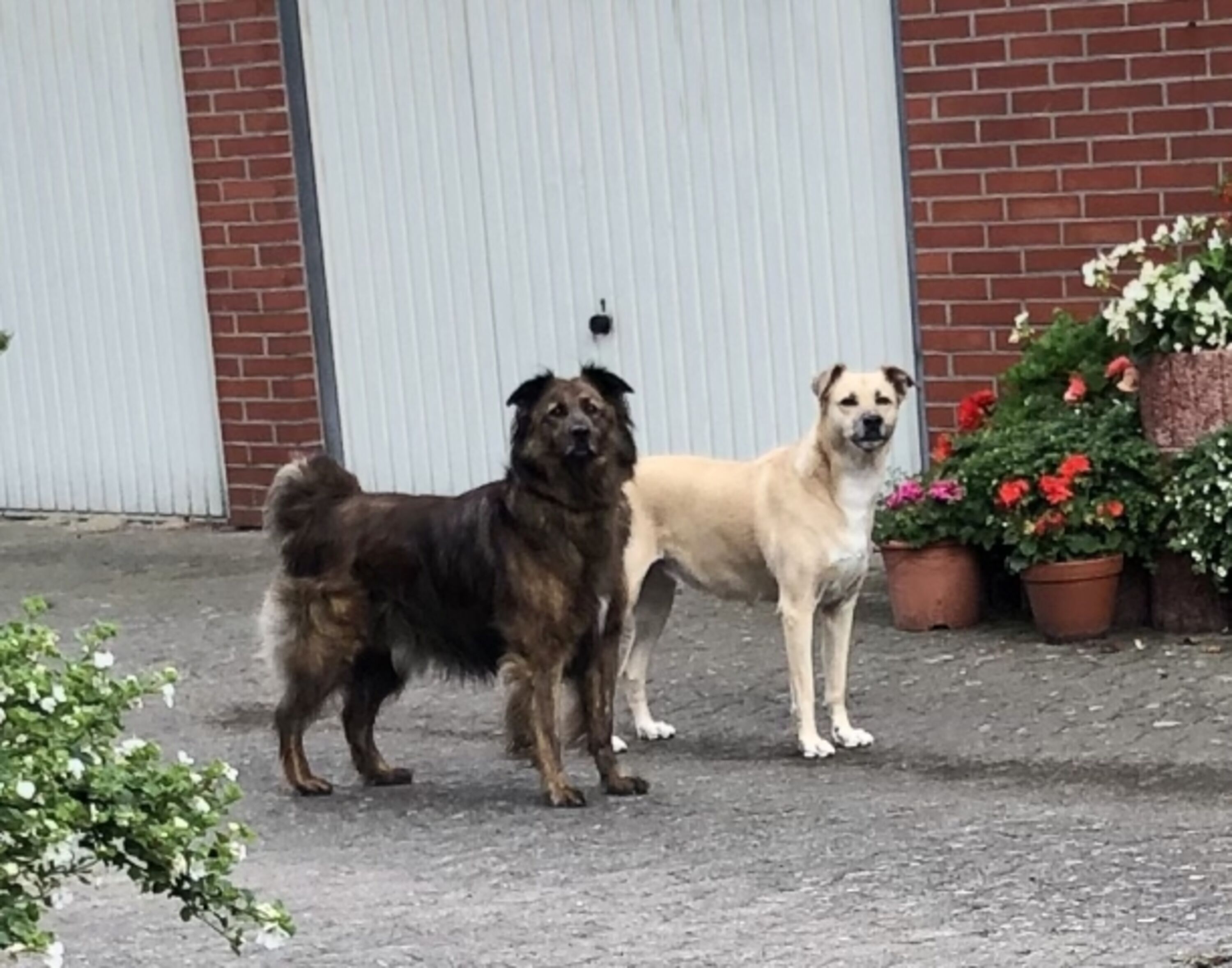 Charly und Casey