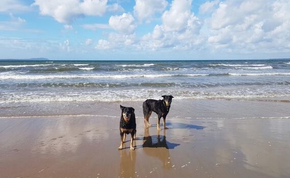 Landeda - Hunde am Strand bei Ebbe – Zwei Hunde am Wasserrand