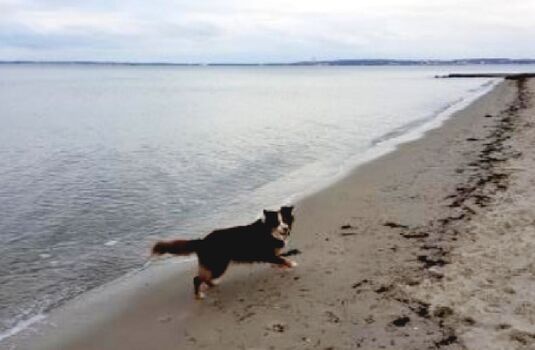 Weitläufige Sandstrand – ideal für lange Spaziergänge mit Ihrem Vierbeiner