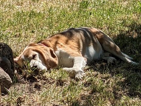 Entspannung auch für den Hund