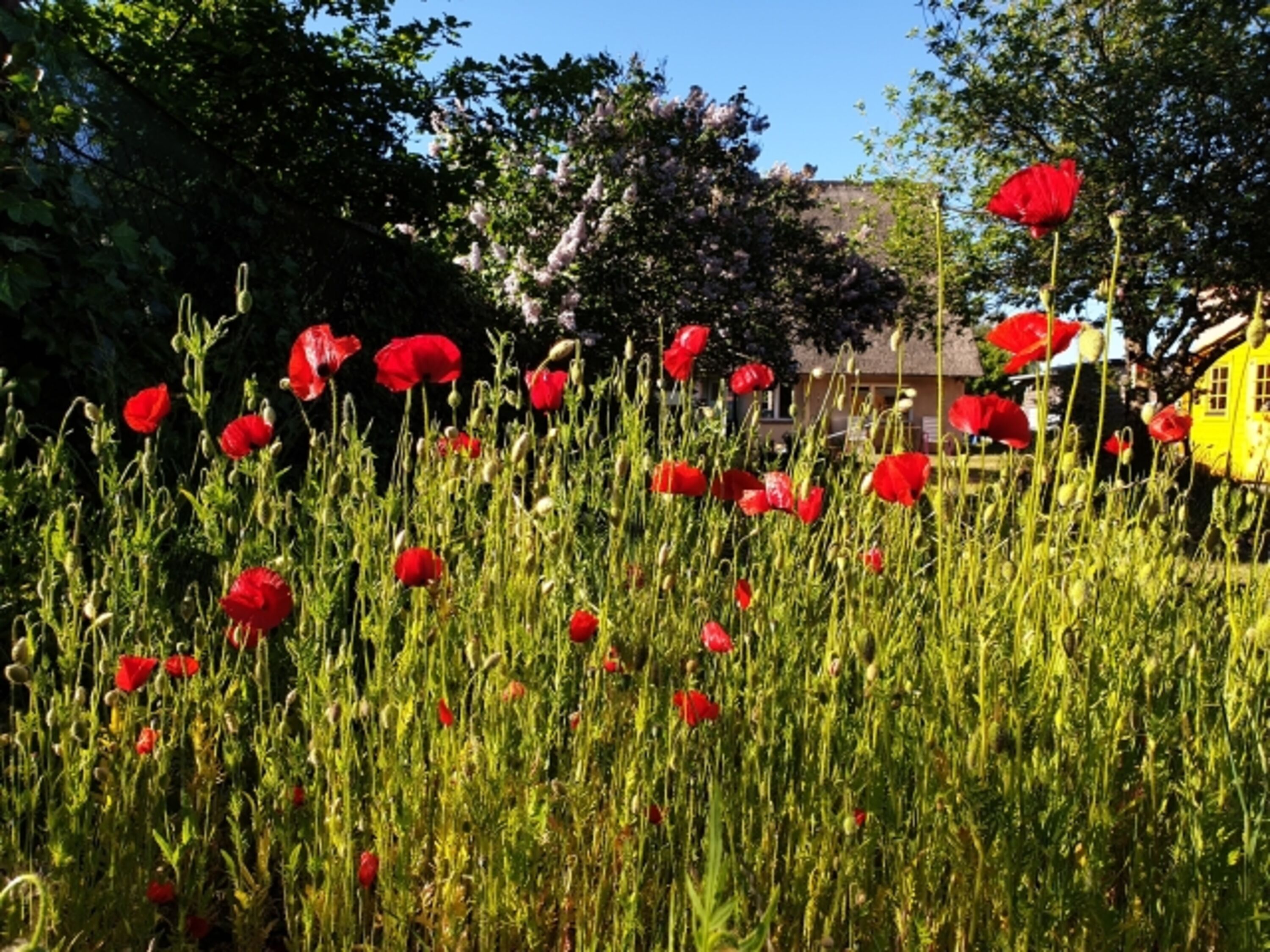 Blumen im Garten
