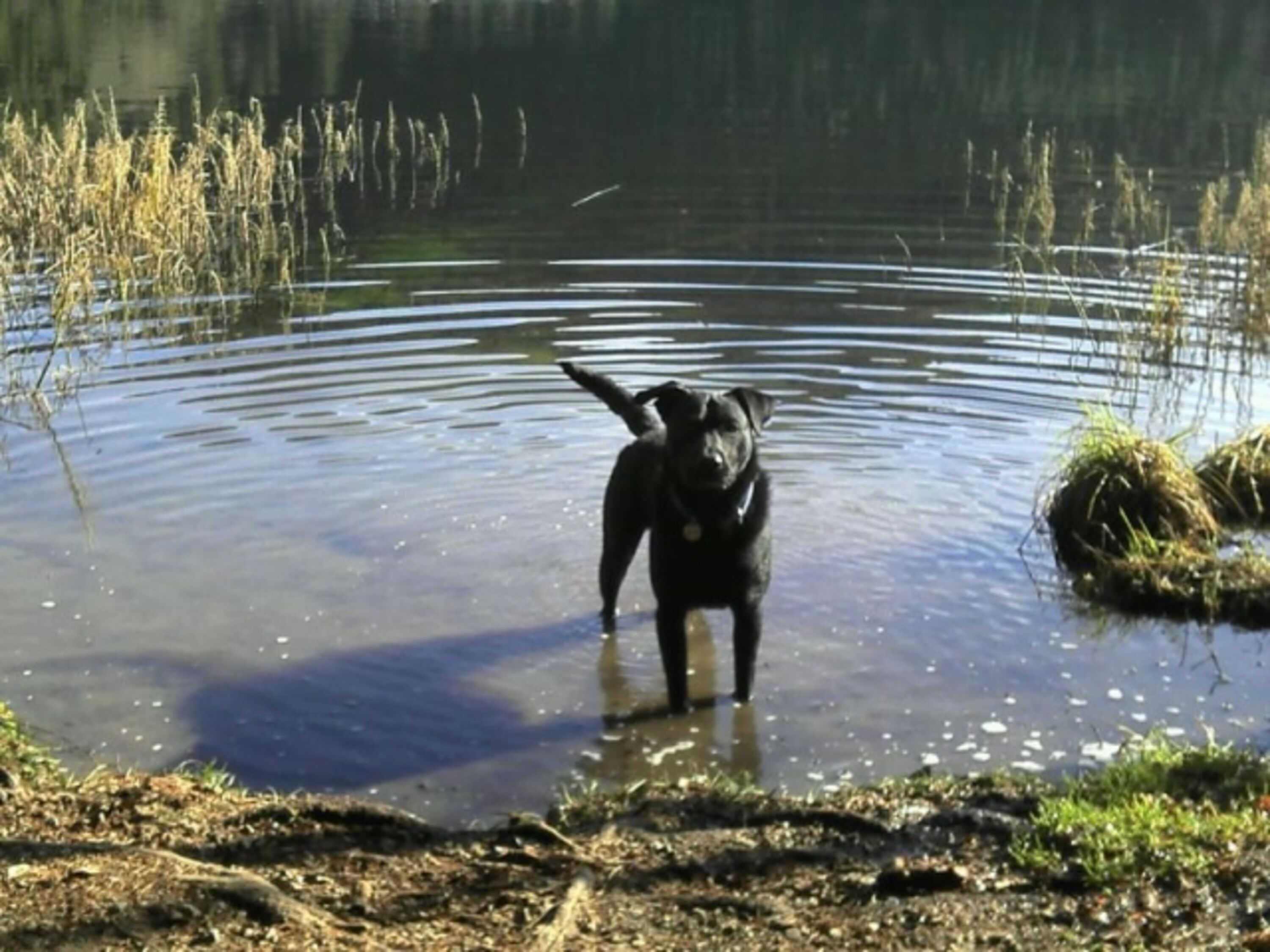 Abkühlung im See
