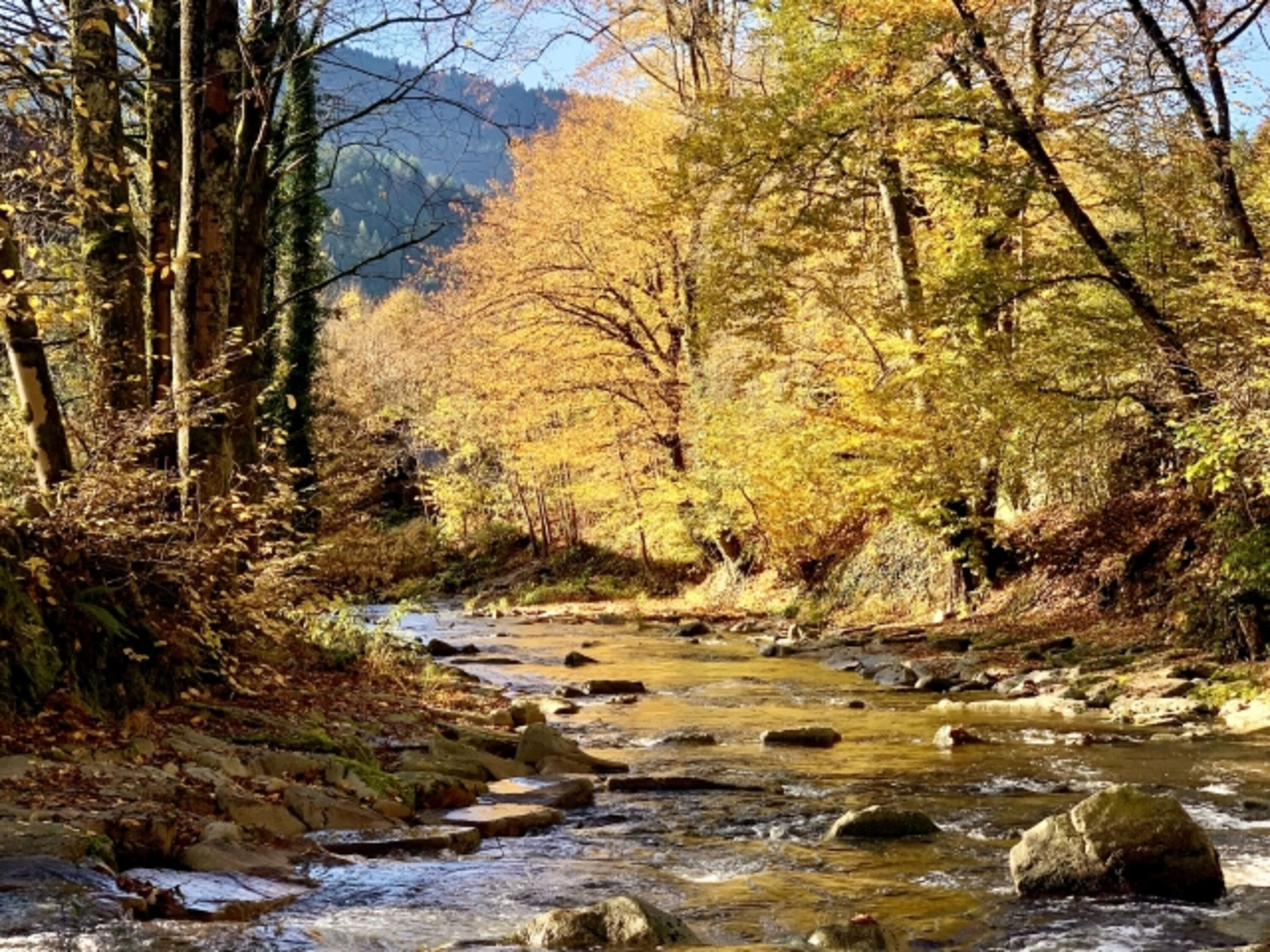 Die Rench im Herbst