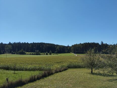 Blick auf den Wald