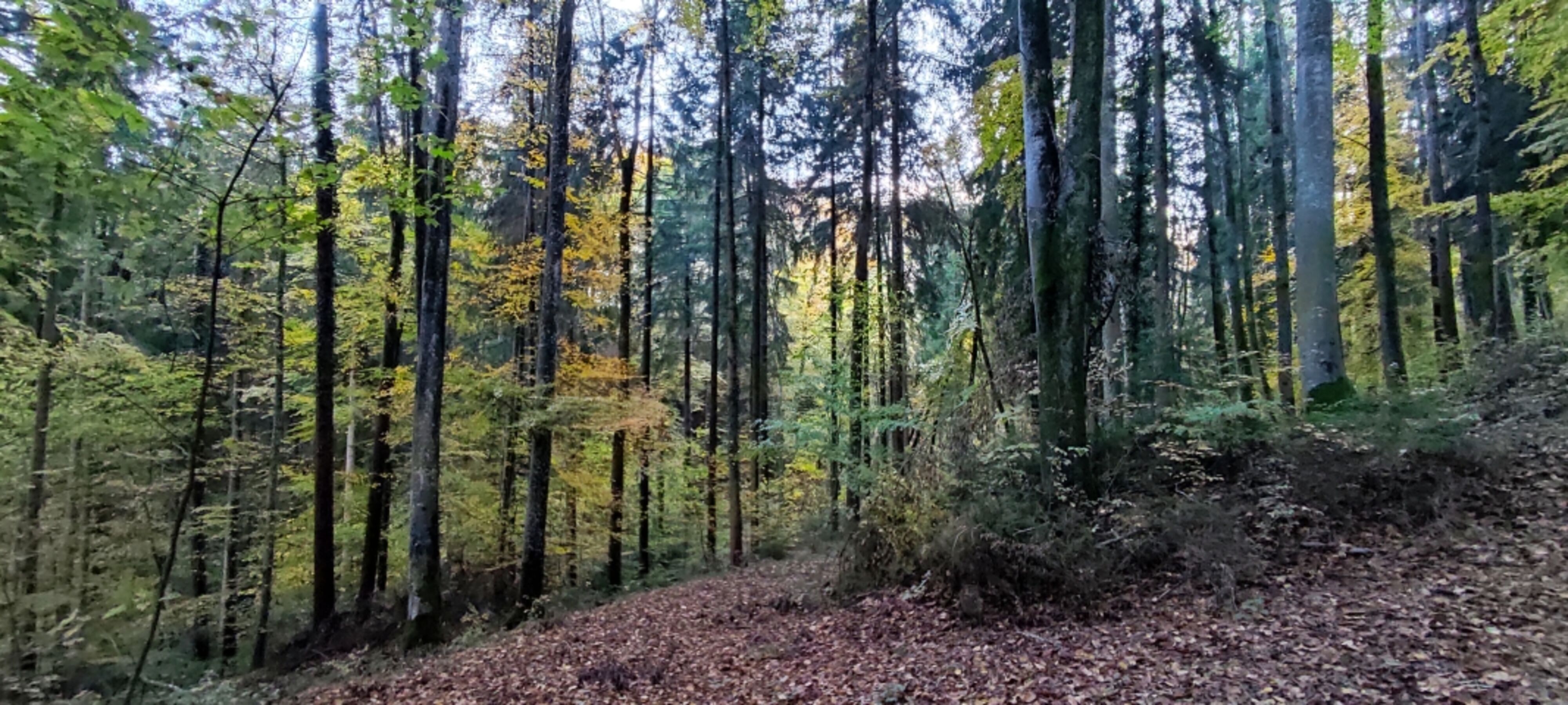 Herbstzeit