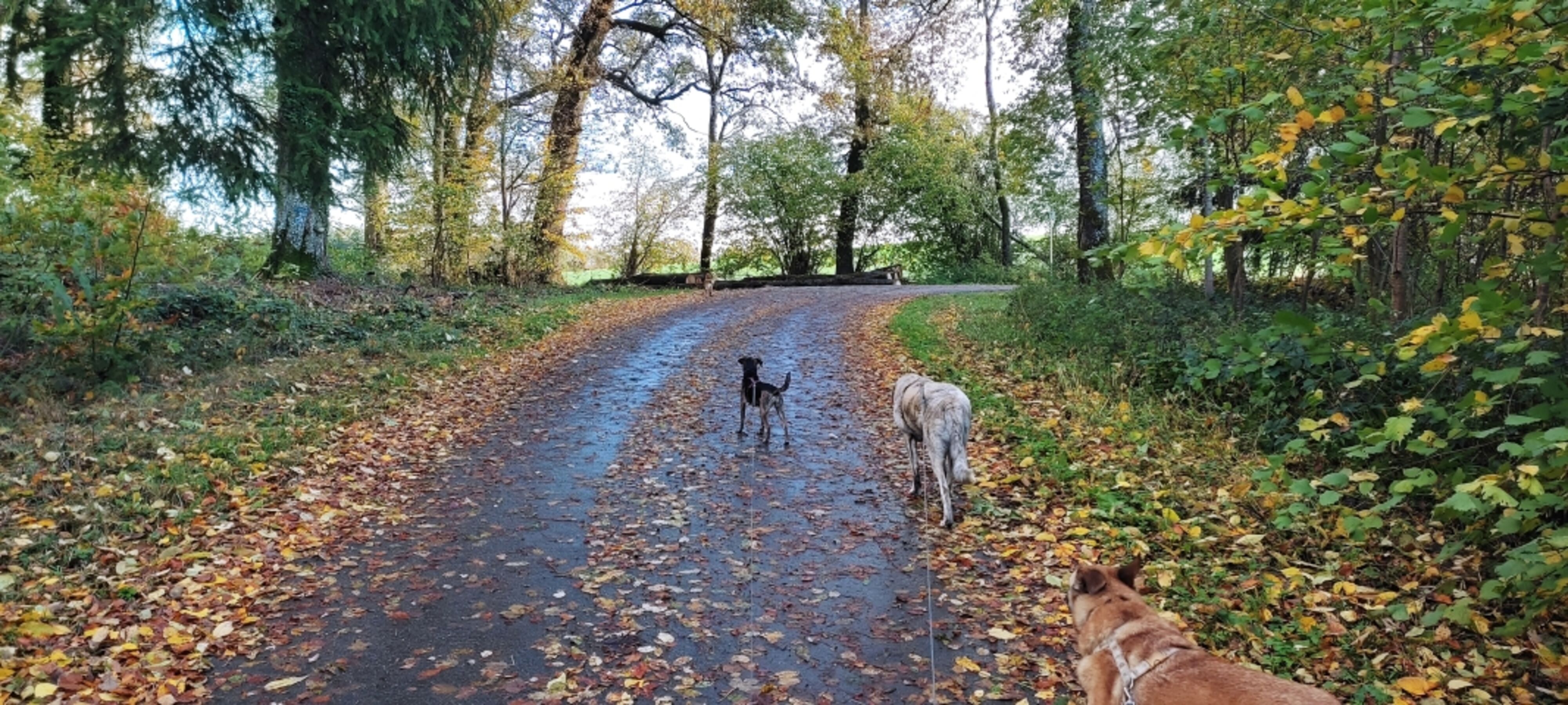 Wald