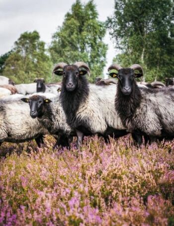Heidschnuckenherde 