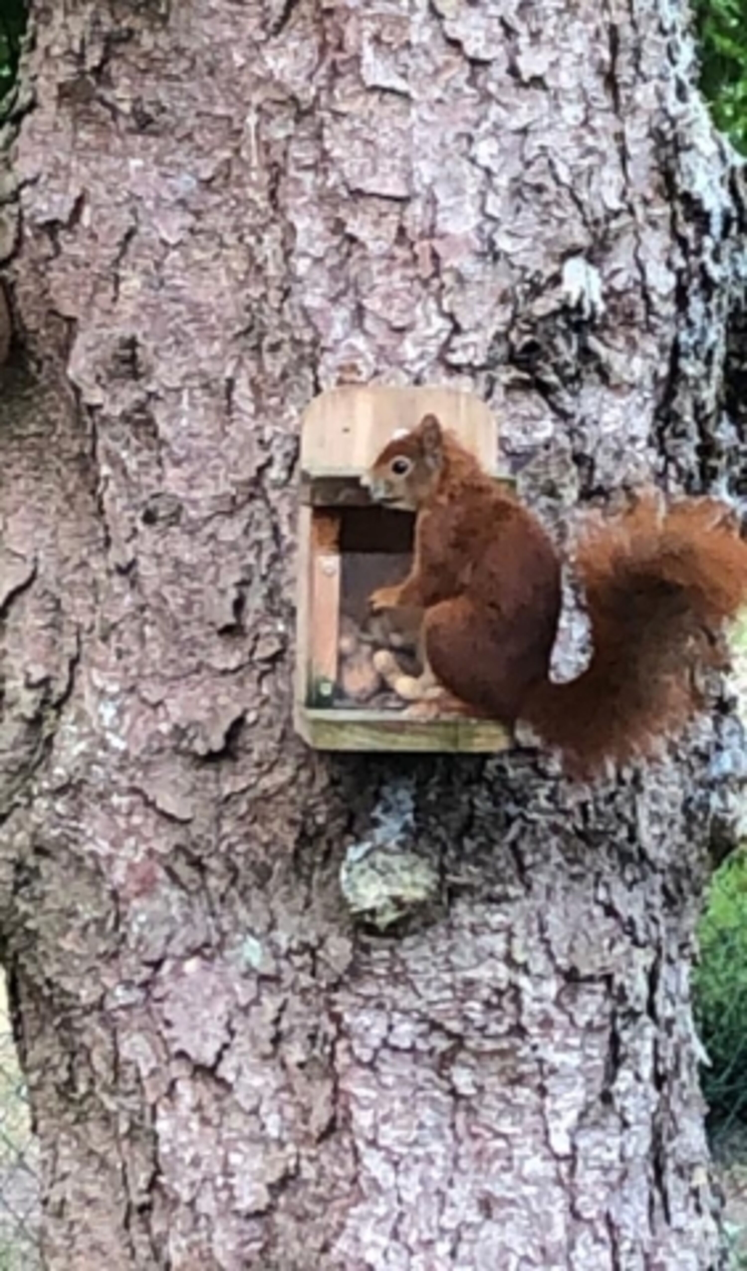 Eichhörnchen 