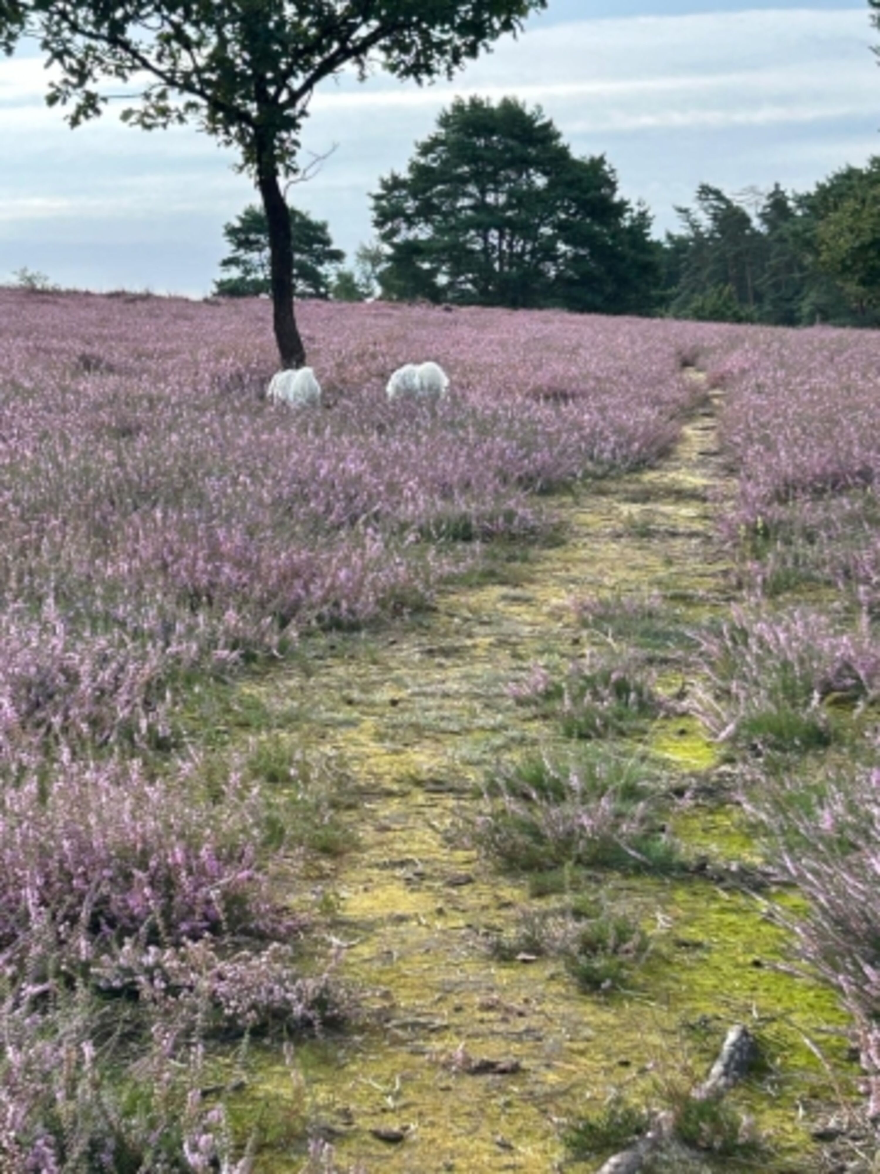 Heide 