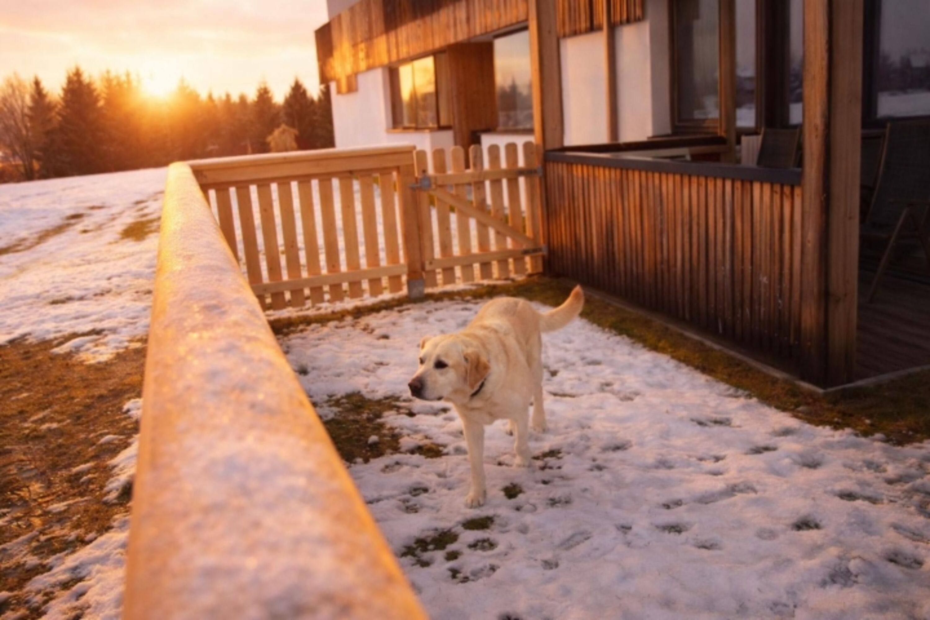 Hundesuite Garten Winter