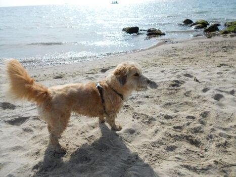 kilometerlanger Naturstrand zum Toben vor der Tür