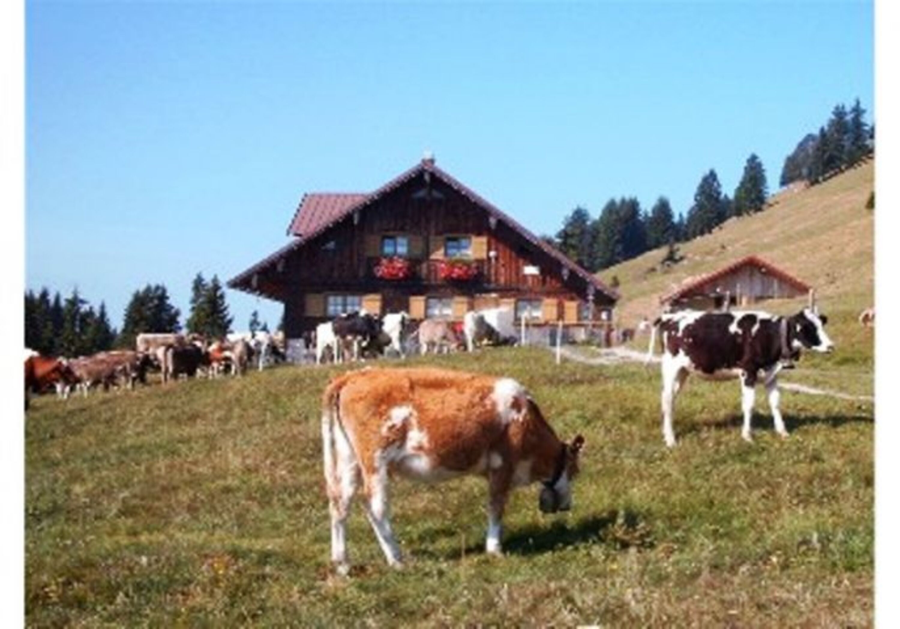 Viele schöne Almen in der Umgebung.