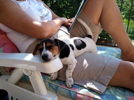 bei uns lassen 2- und 4-Beiner die Seele baumeln