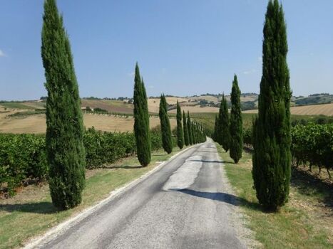 Zypressenallee in der Nähe