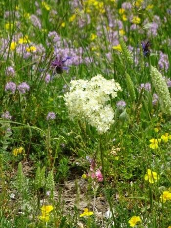 blühende Wiesen im Mai/Juni