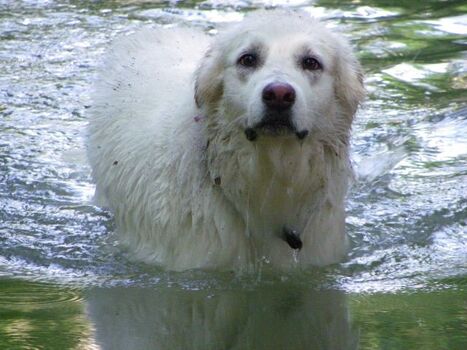 oder nehmen ein Bad im Fluss 