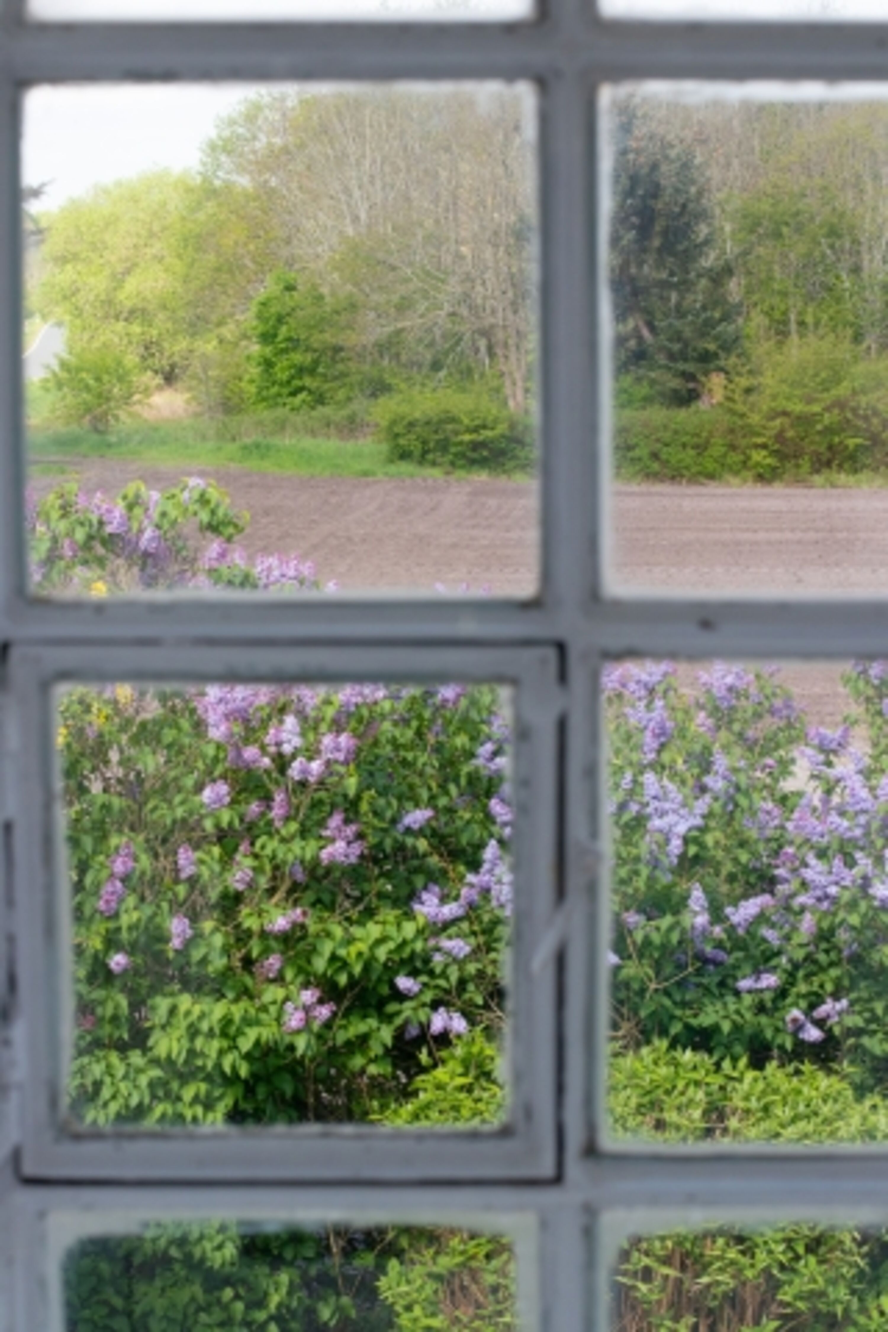 Blick in den Garten