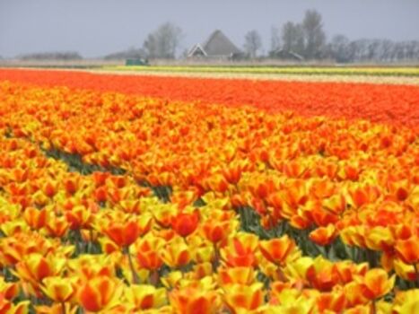 Tulpenblüte im April 