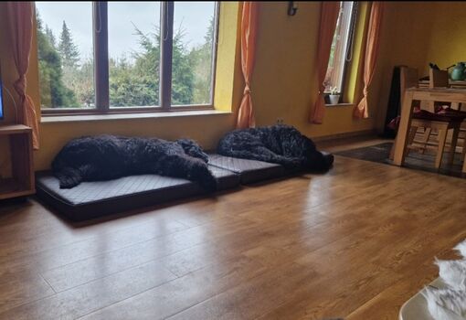 Wohnzimmer, inkl. 2 orthopädische Hundematten