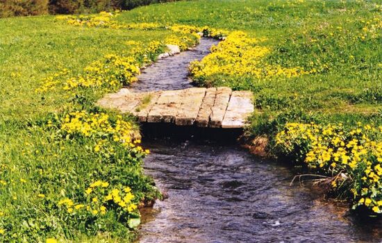 Wo die Waale keine Meerestiere sind