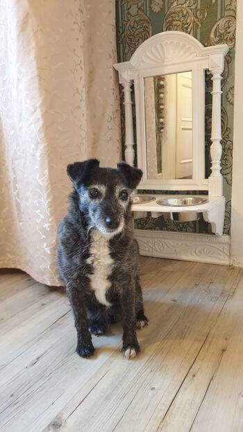 Hundebar mit Spiegel