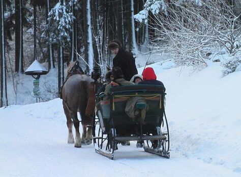 Fahrt mit dem Pferdeschlitten hinein in den Winterwald