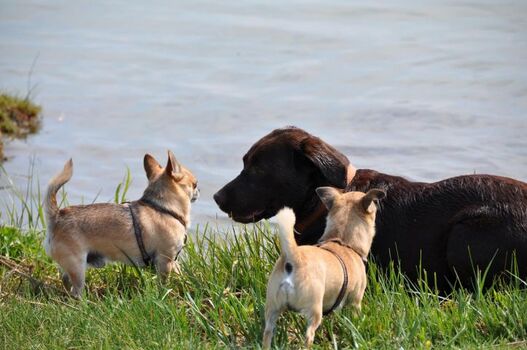 eingezäunte Hundewiese direkt am Wasser