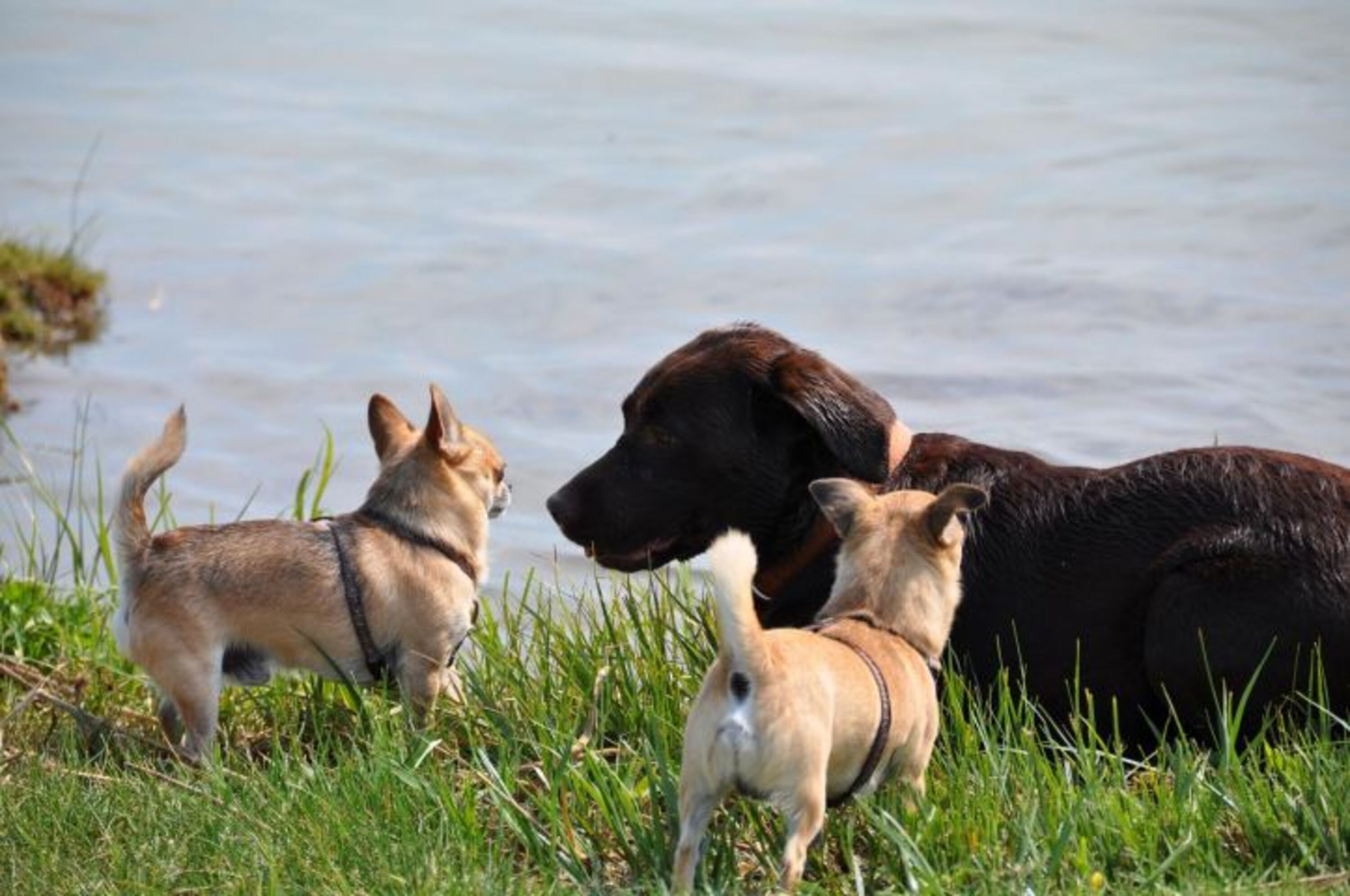 eingezäunte Hundewiese direkt am Wasser