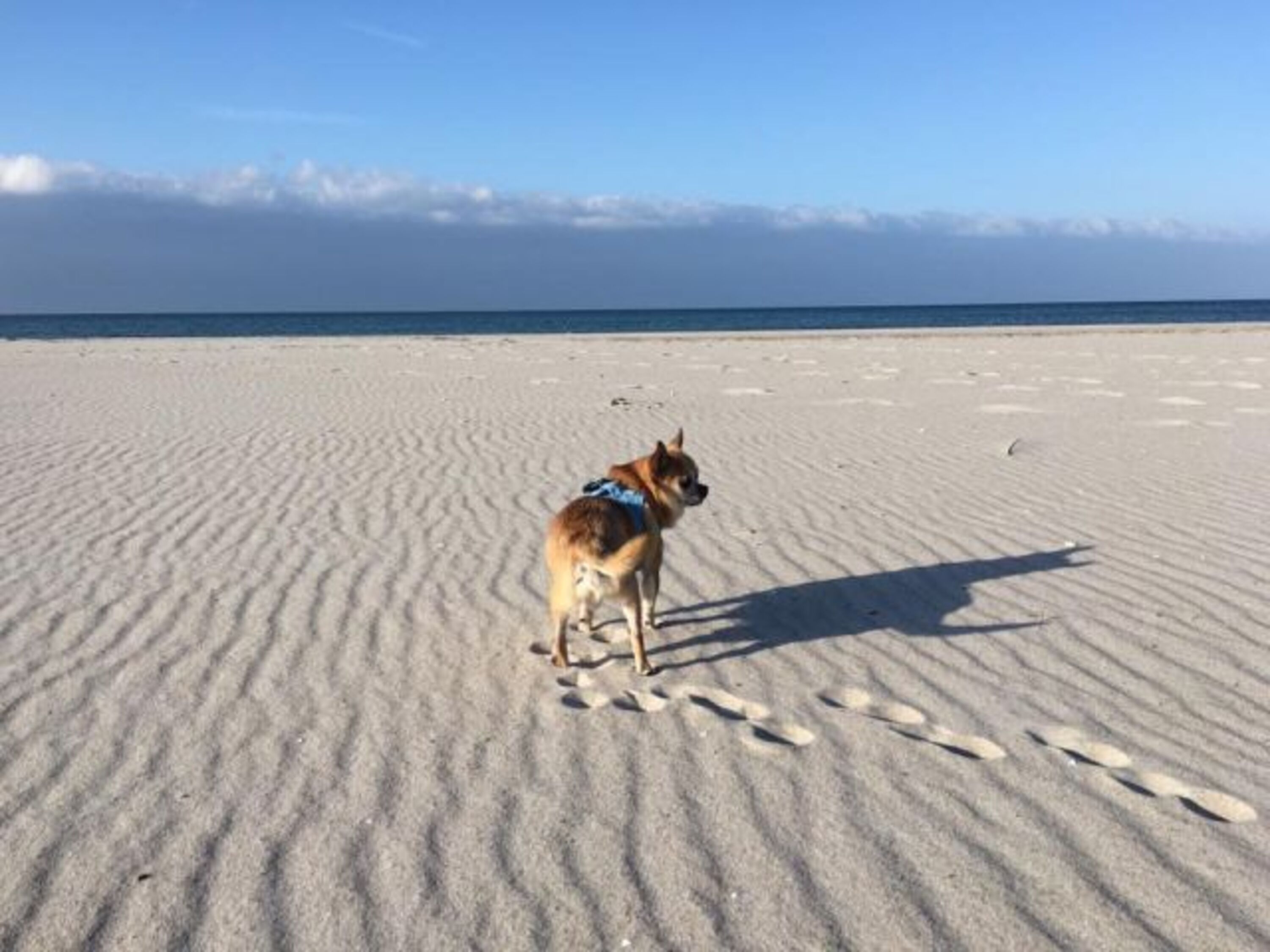 Ostseestrand für Hunde
