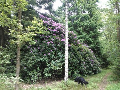 Wald mit Überraschungen