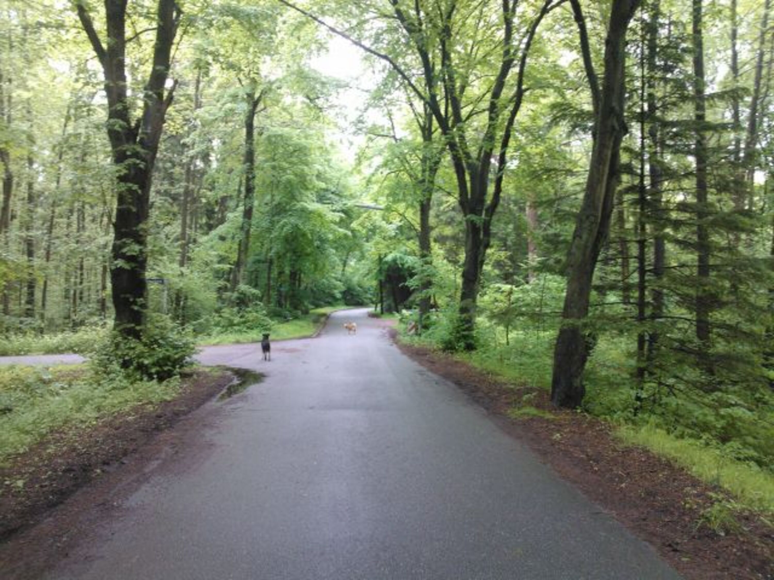 Die Dorfstraße