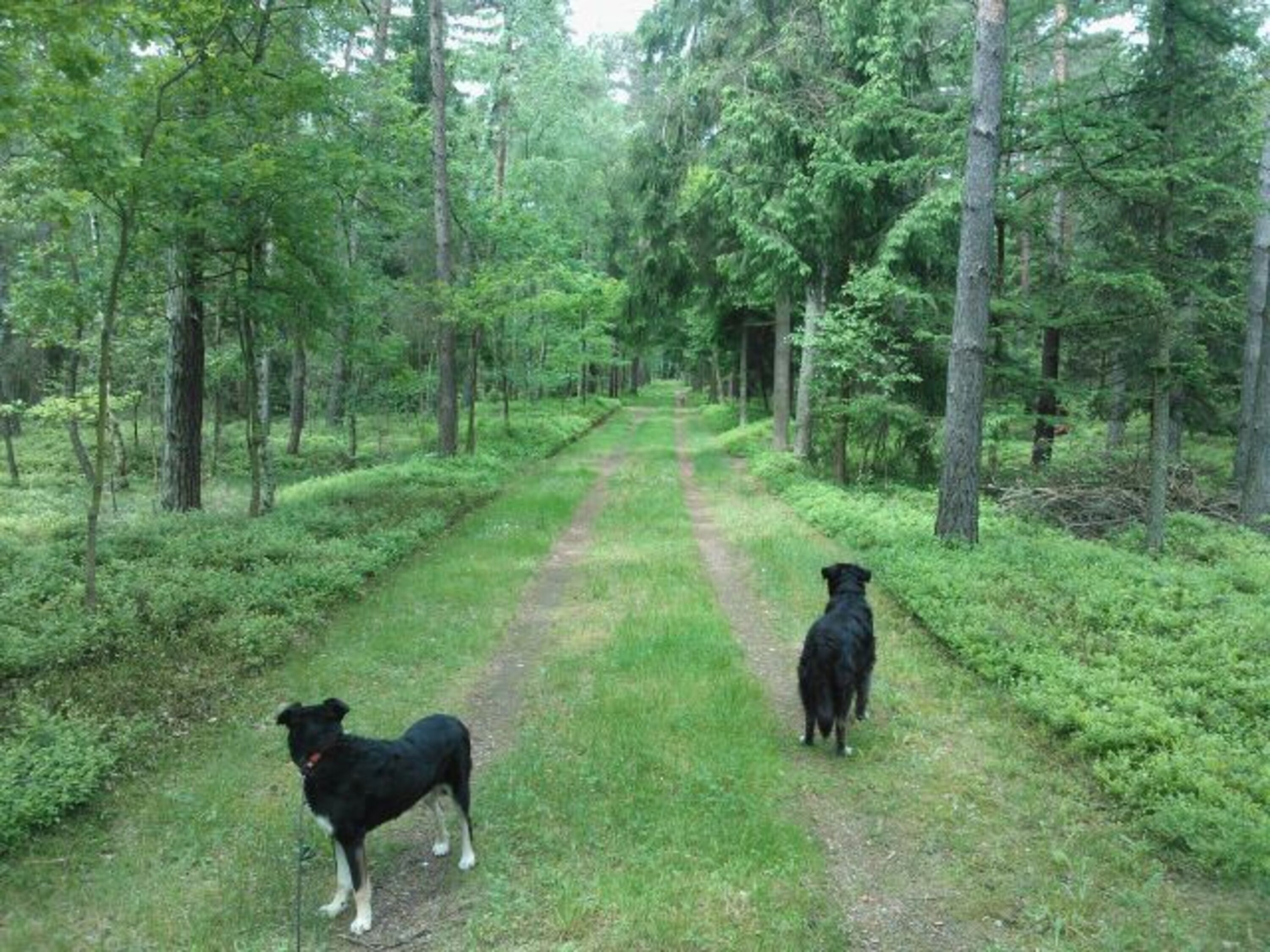 "Unser" Wald