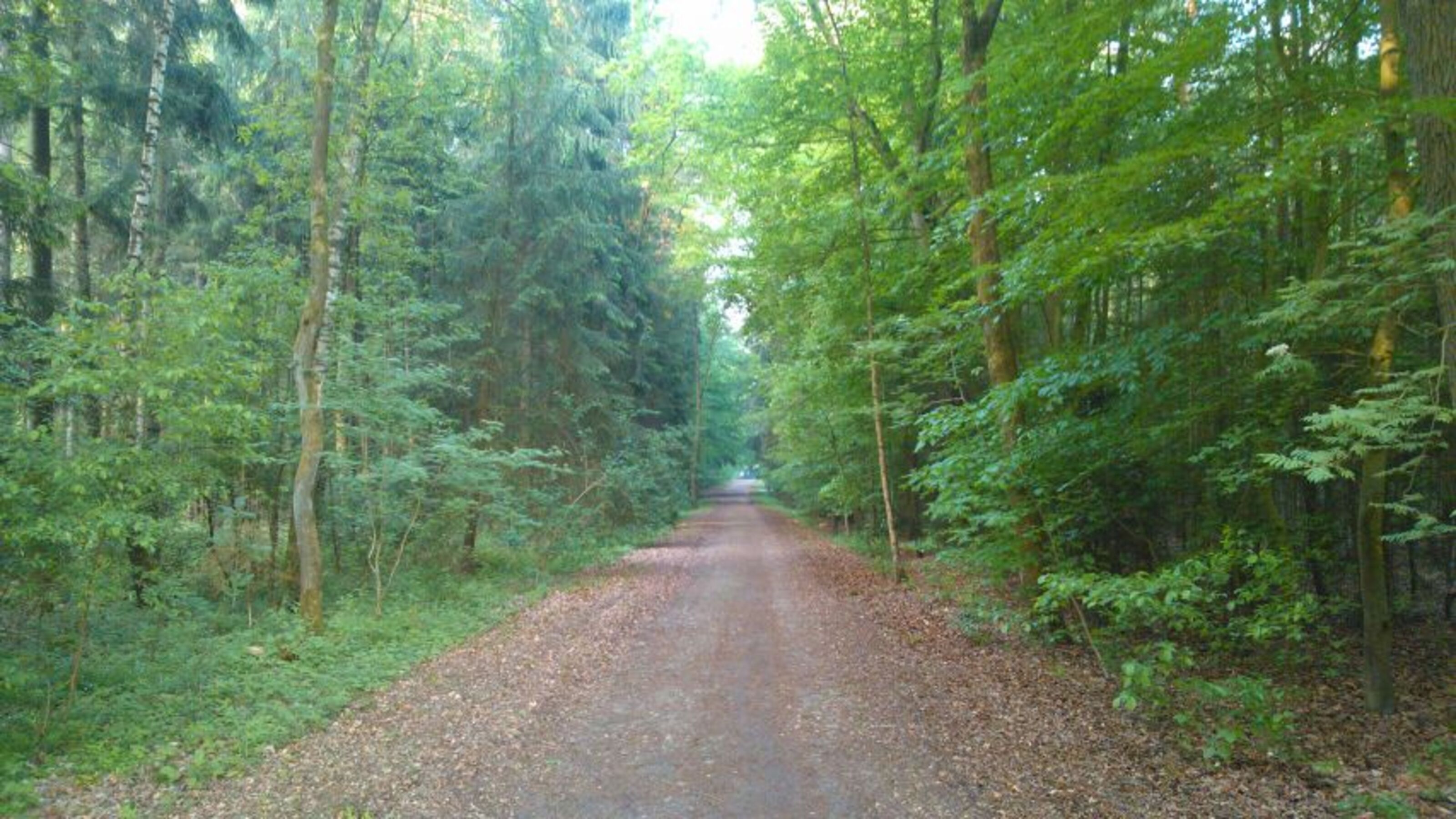 Der Märchenwald