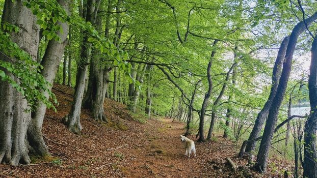 Elfenpfad - Neuenkirchener See