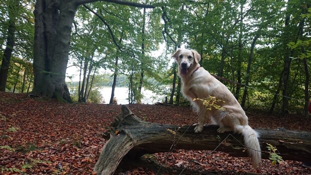 Elfenpfad - Neuenkirchener See