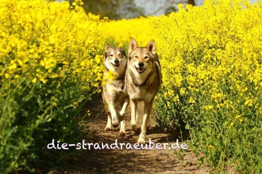 Zwei Räuber auf Abwegen....