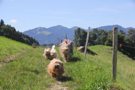 Hunde haben Ihren Spaß bei uns im Allgäu