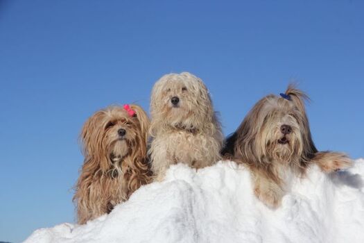 Winterurlaub mit Hund