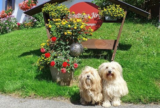 Ferienwohnung mit Hund im Allgäu